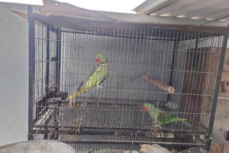 My best little parrot setup for selling deference price  cage's  for