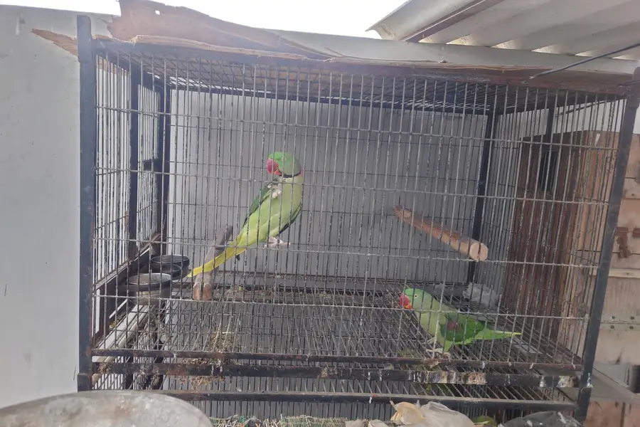 My best little parrot setup for selling — photo 2