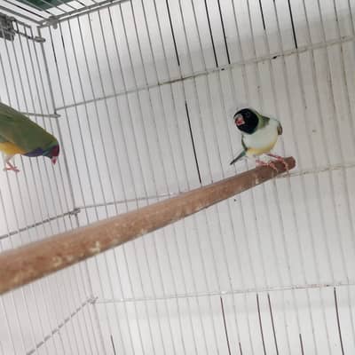 Lady Goldian finches