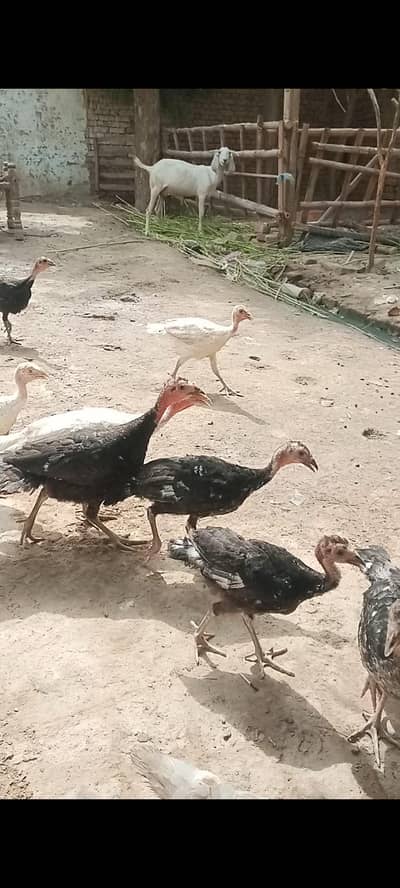 Turkey birds Sale