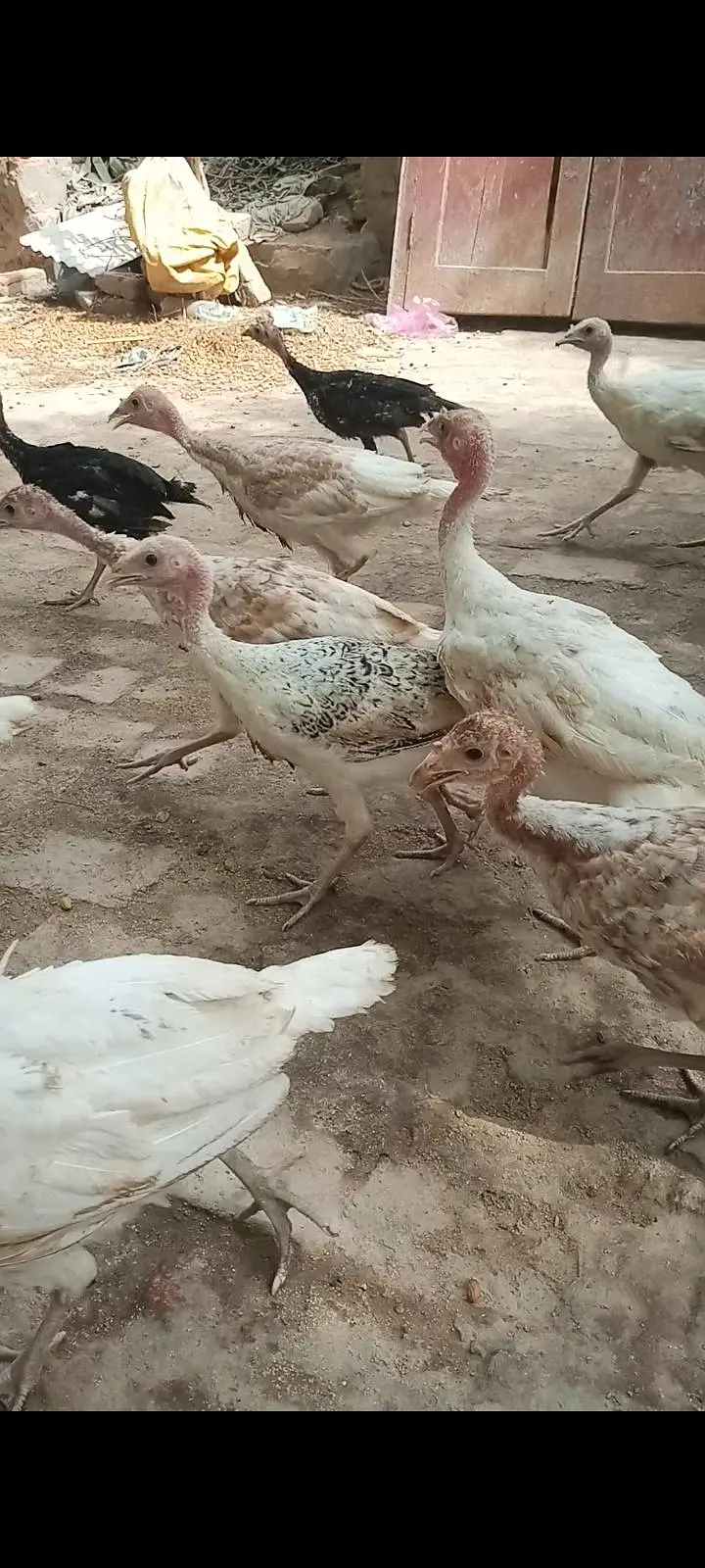 Turkey birds Sale — photo 2