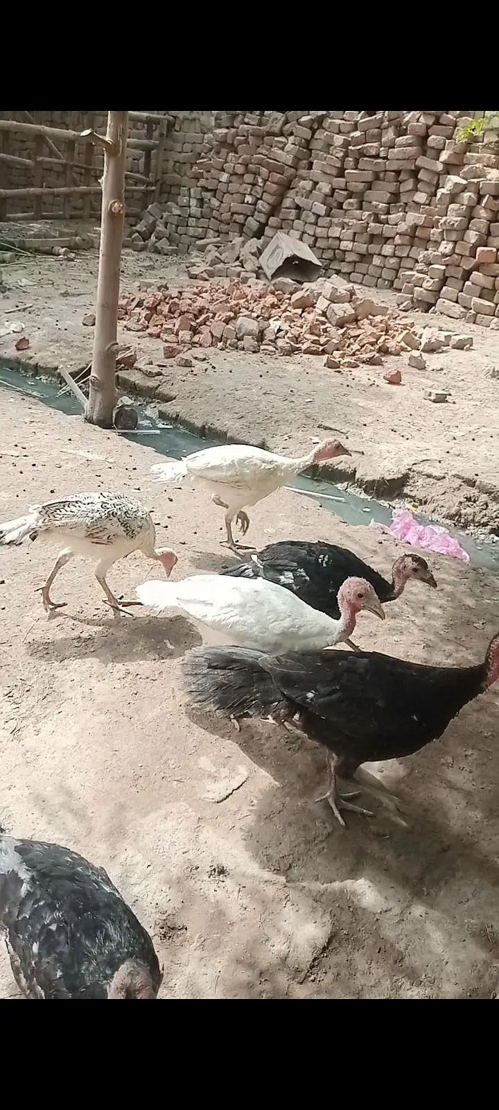 Turkey birds Sale — photo 3