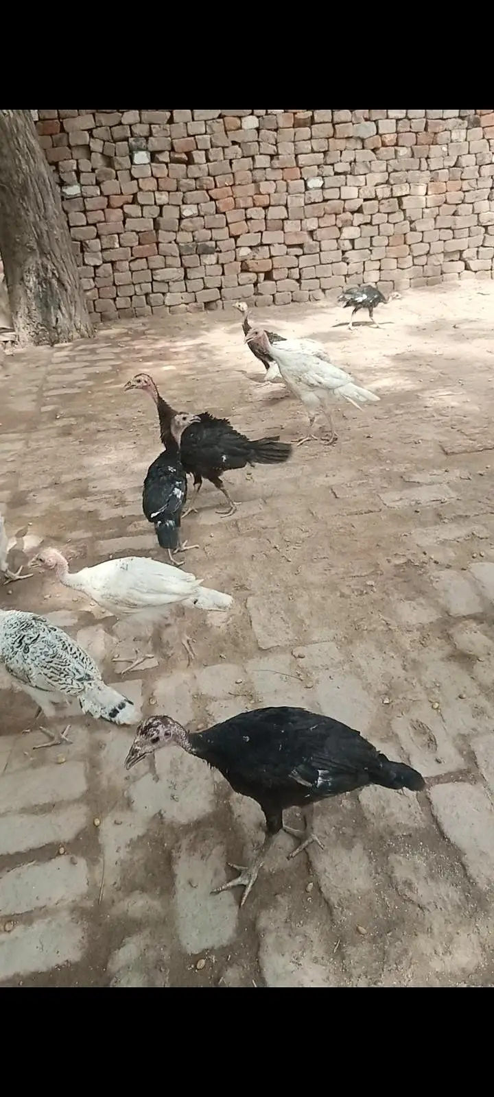 Turkey birds Sale — photo 4