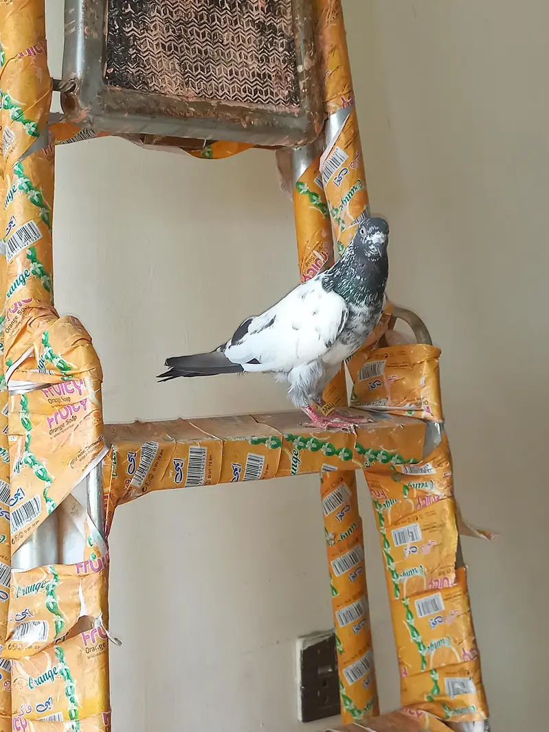prince kamagar — photo 2