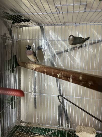Complete finches setup for sale