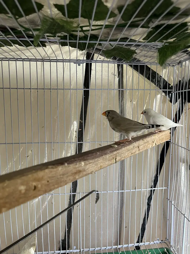 Complete finches setup for sale — photo 2