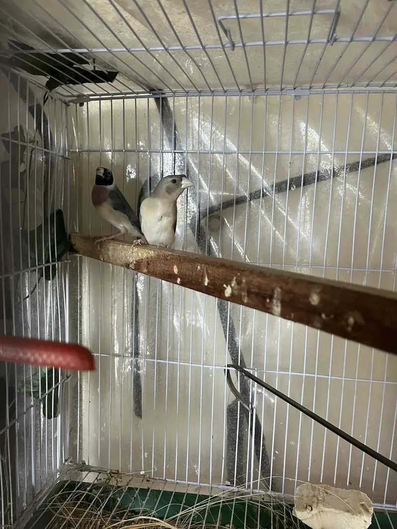 Complete finches setup for sale — photo 3