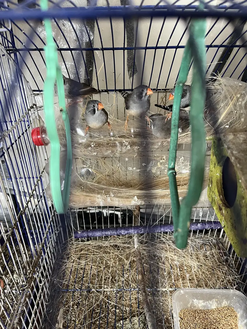 Complete finches setup for sale — photo 4