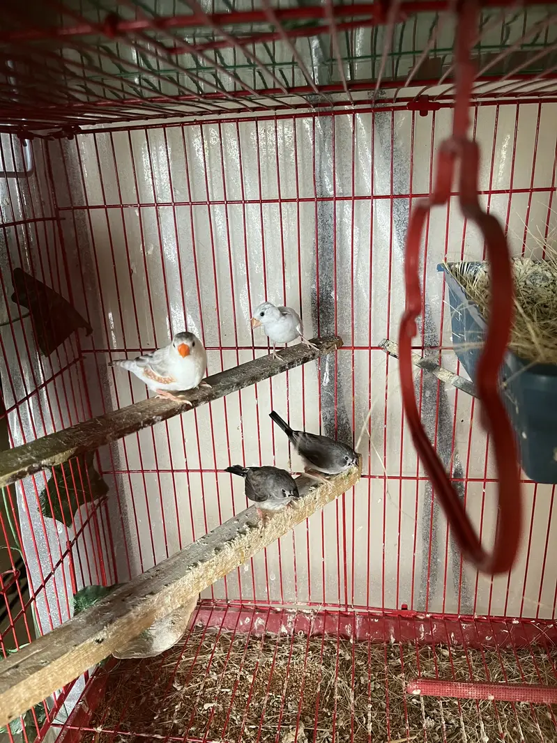 Complete finches setup for sale — photo 5