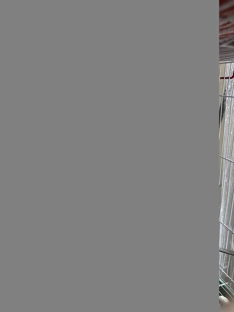Complete finches setup for sale — photo 6