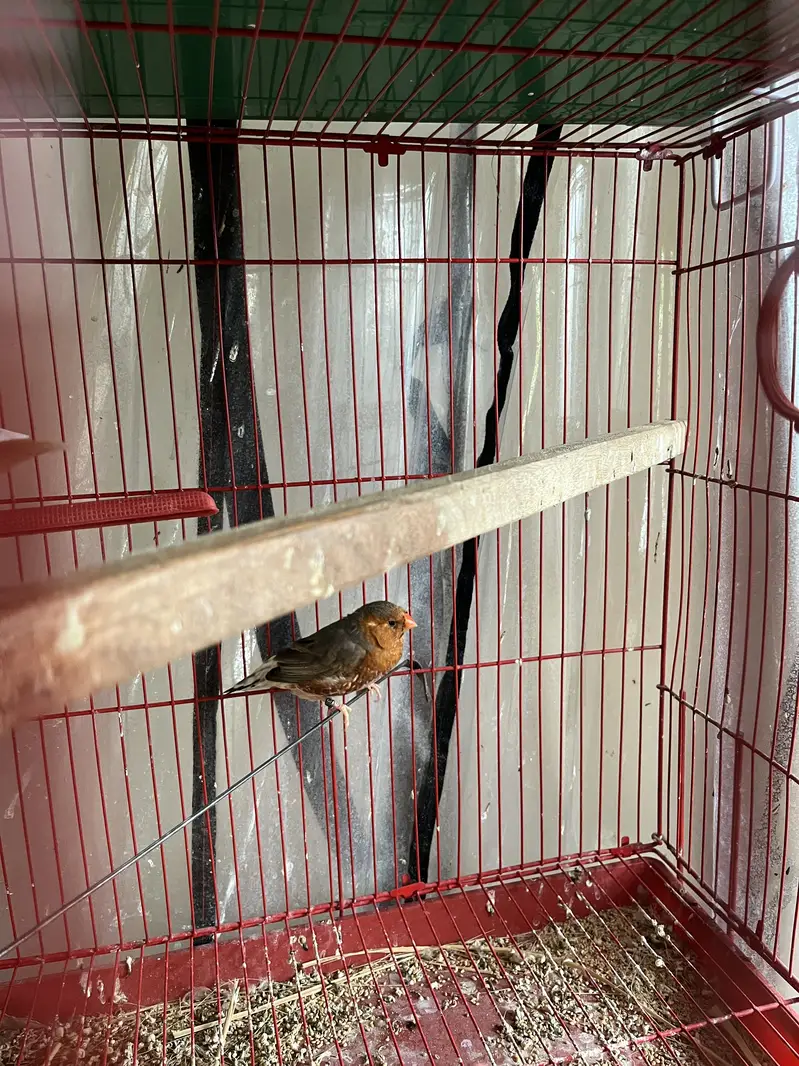 Complete finches setup for sale — photo 7