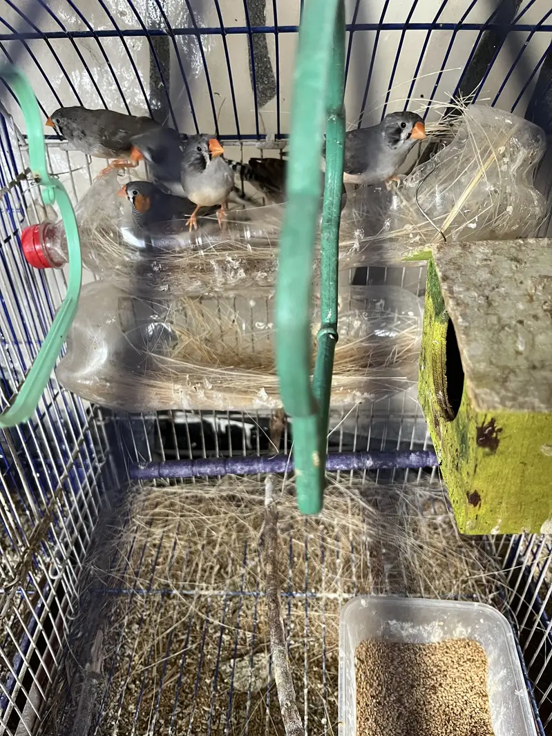 Complete finches setup for sale — photo 8