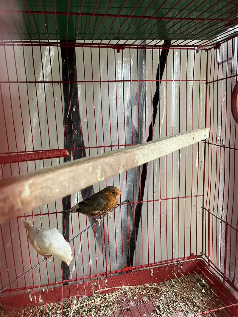 Complete finches setup for sale — photo 9