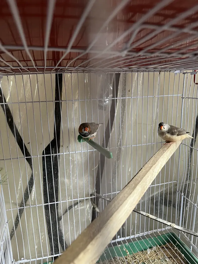 Complete finches setup for sale — photo 10
