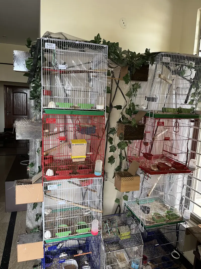 Complete finches setup for sale — photo 11