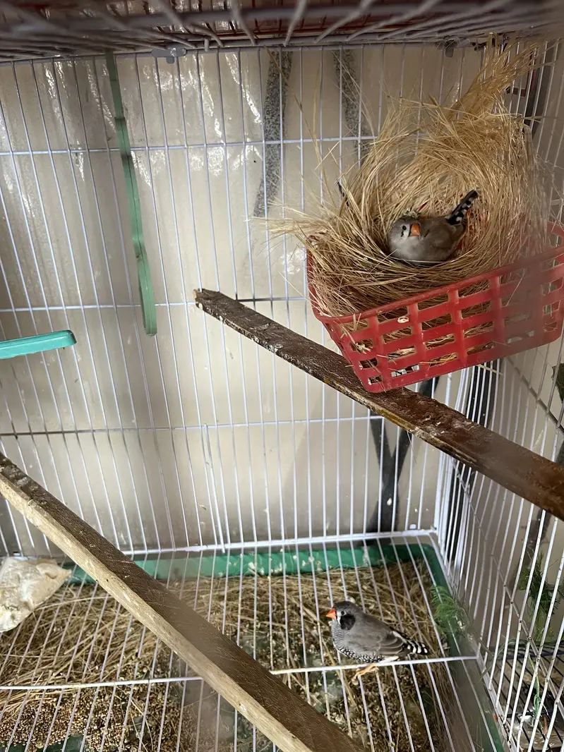 Complete finches setup for sale — photo 12