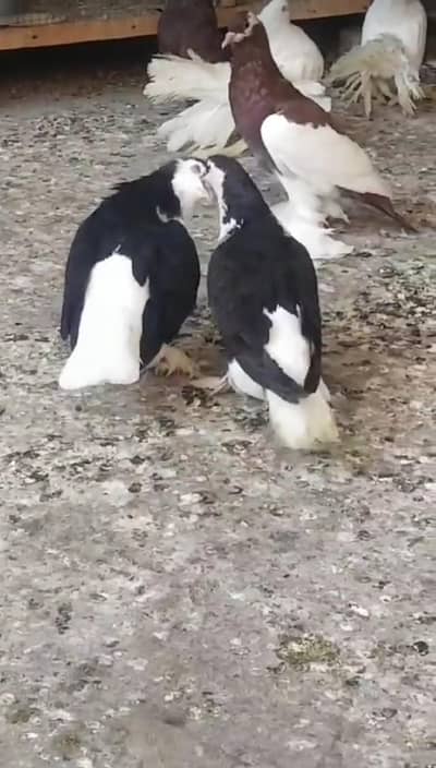 pigeons breader pair with baby