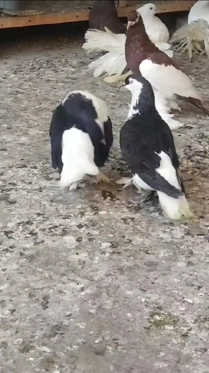 pigeons breader pair with baby — photo 2