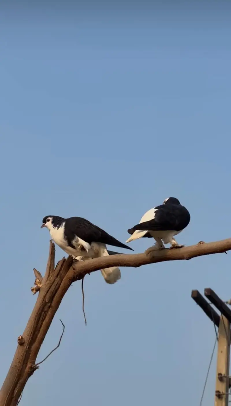 pigeons breader pair with baby — photo 3