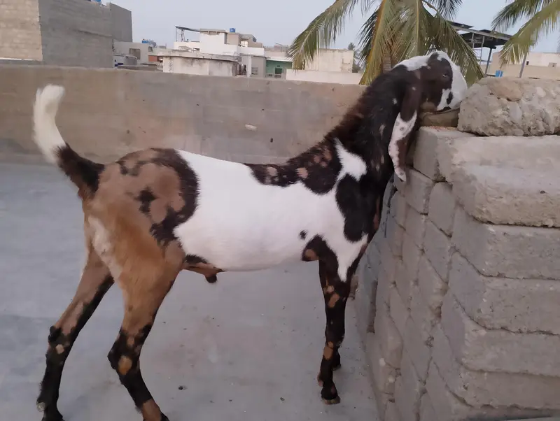 pure Punjab home breed active and healthy best for breeding setup — photo 3