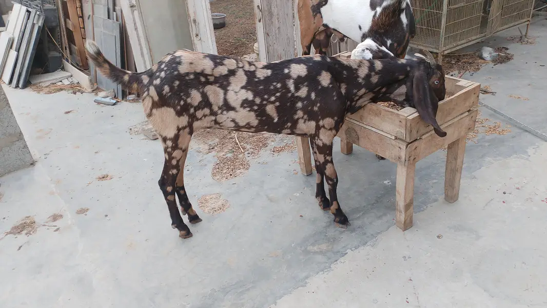 pure Punjab home breed active and healthy best for breeding setup — photo 5