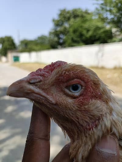 aseel female with one aseel chick