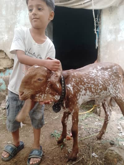 Makka Cheeni Bakra