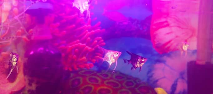 orenda goldfish lion head angel fish