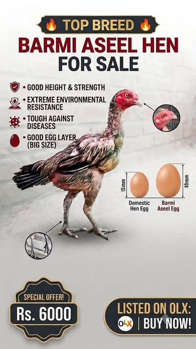 pure aseel burmi high quality female  blood
