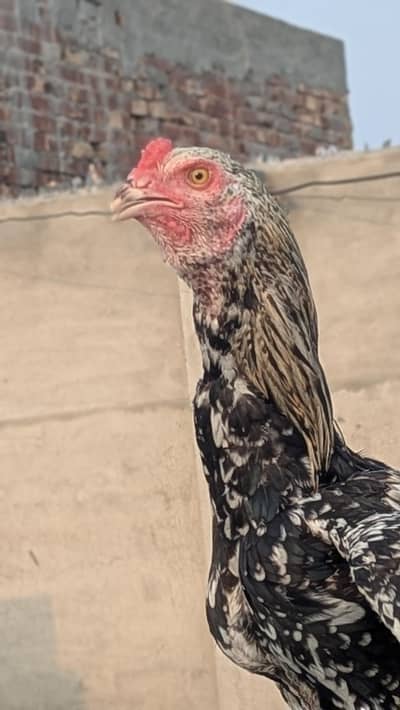 Aseel chicks