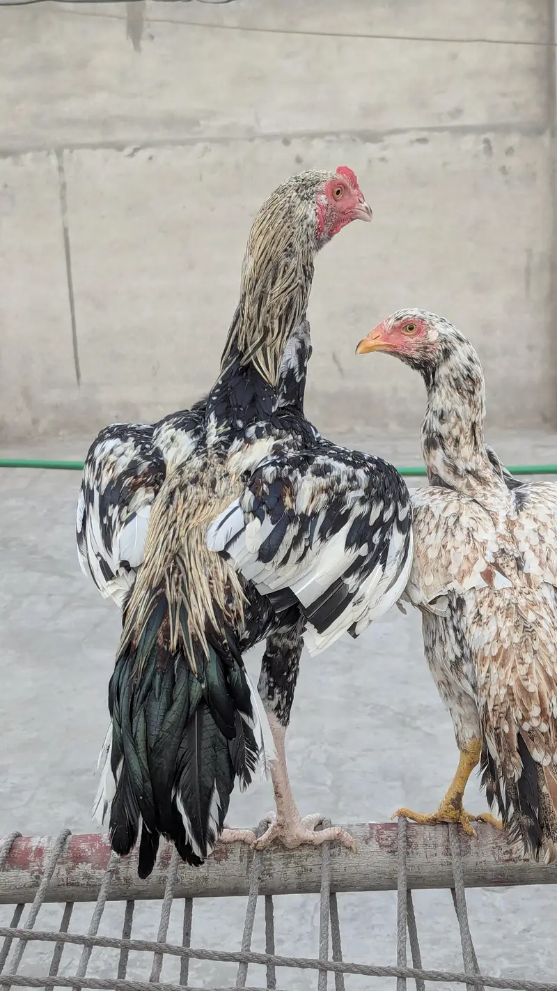 Aseel chicks — photo 2