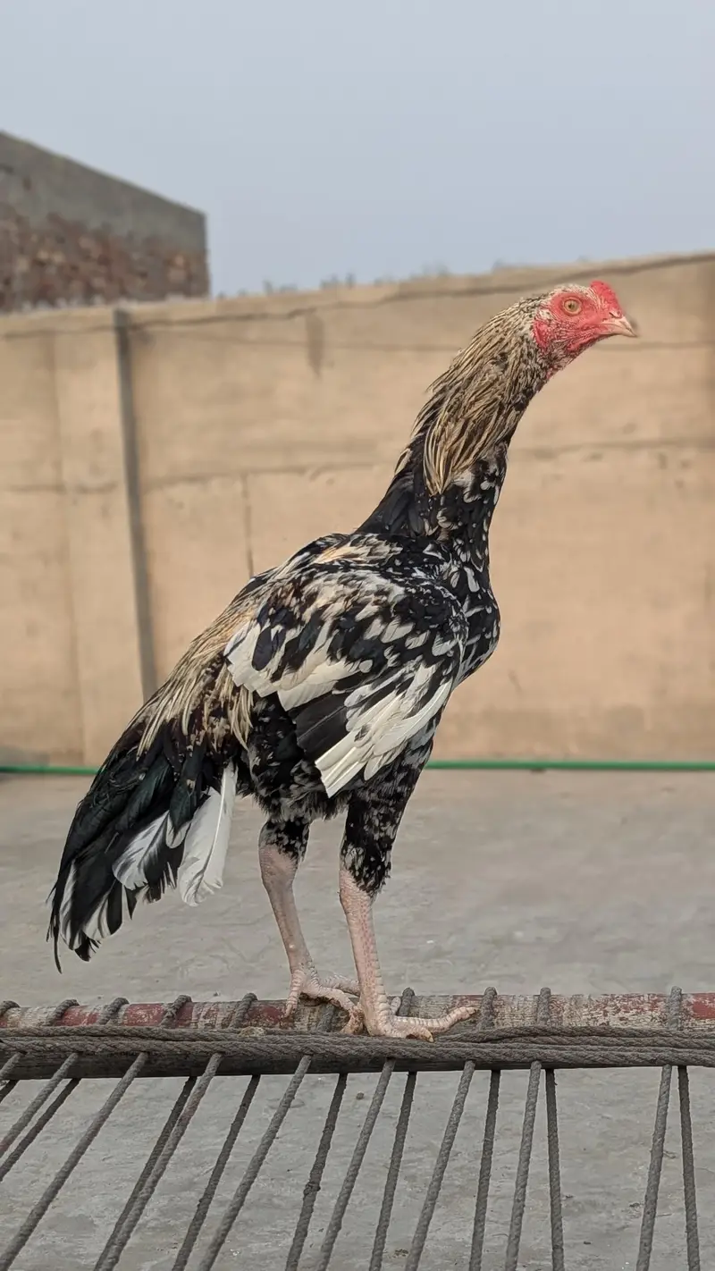 Aseel chicks — photo 3