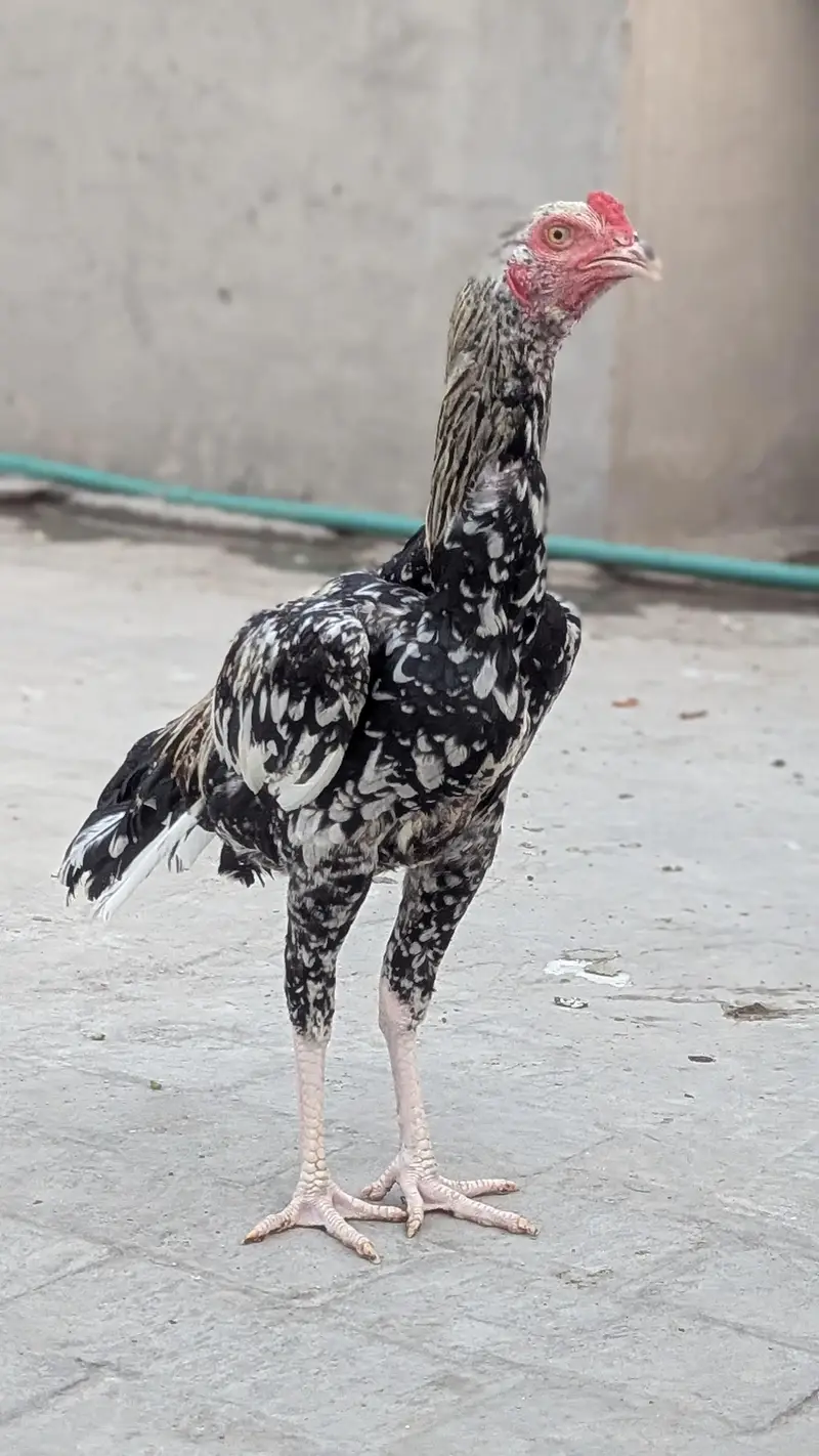 Aseel chicks — photo 4