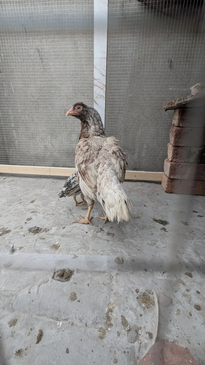 Aseel chicks — photo 5