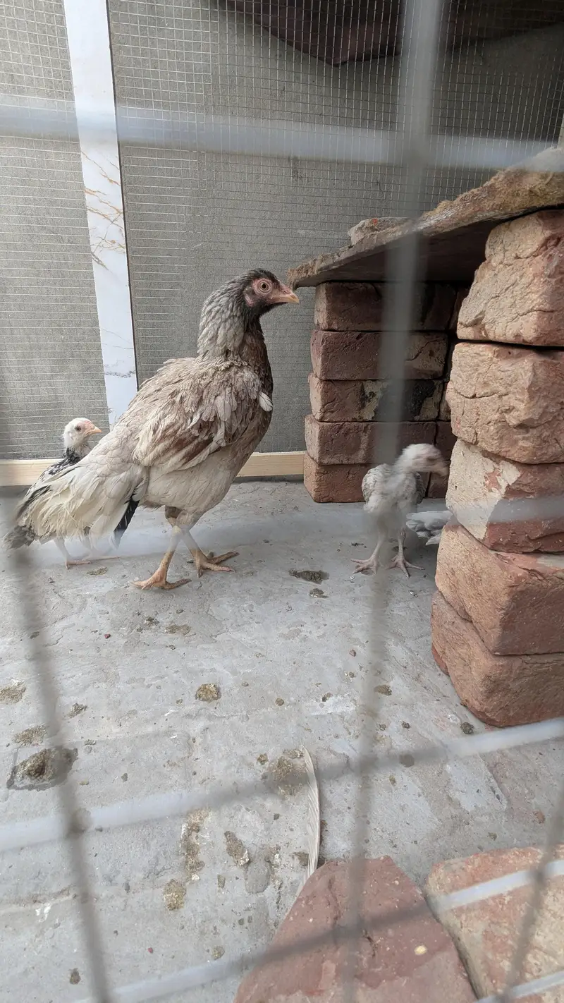 Aseel chicks — photo 6