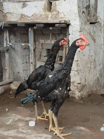 Pakoye x burmi Male pathe