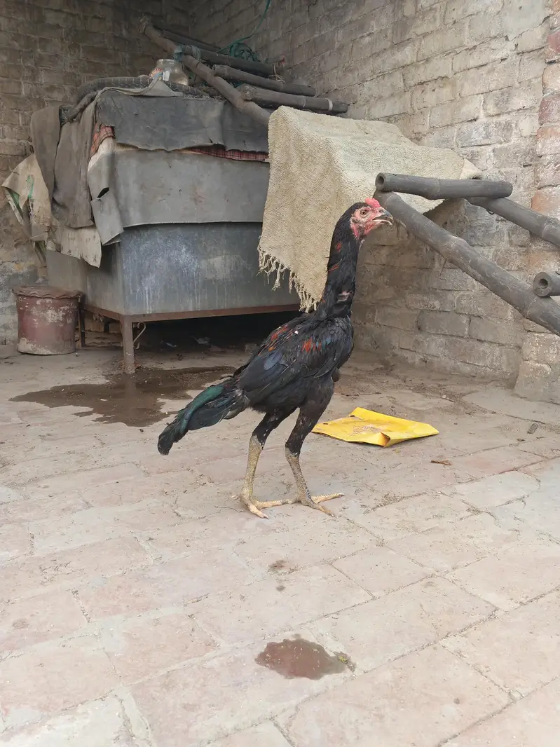 Pakoye x burmi Male pathe — photo 2