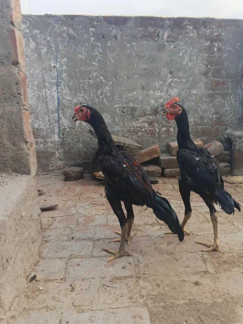 Pakoye x burmi Male pathe — photo 3