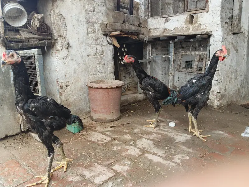 Pakoye x burmi Male pathe — photo 4