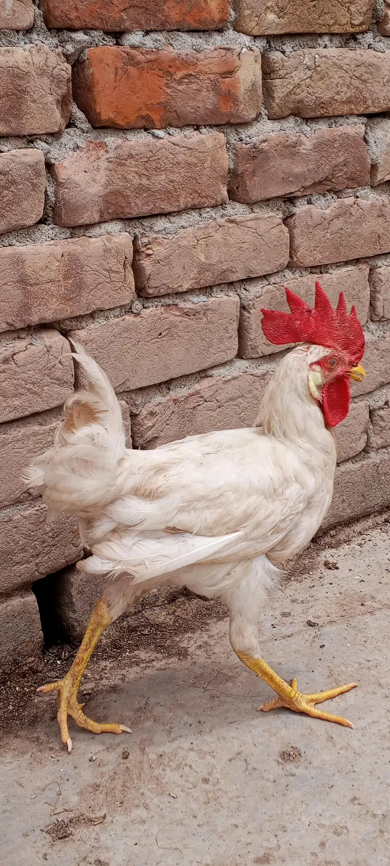 white leghorn — photo 2