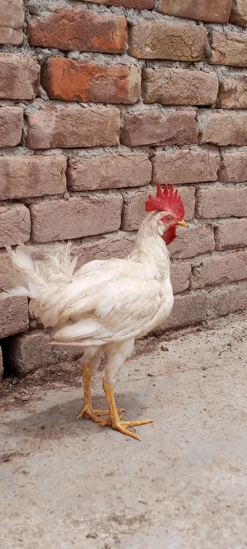 white leghorn — photo 3