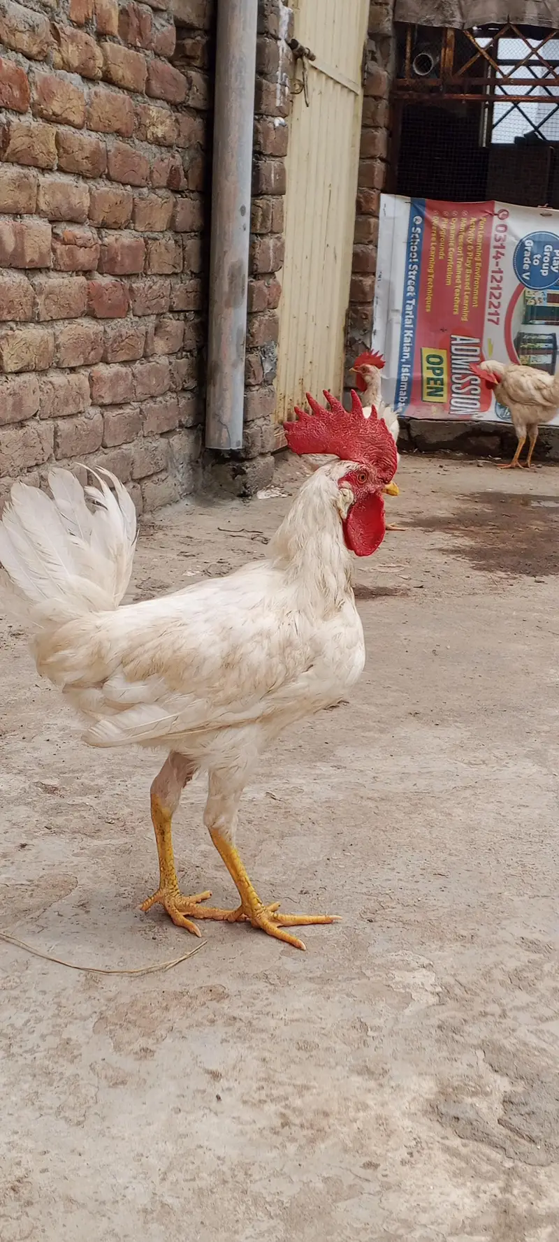white leghorn — photo 4