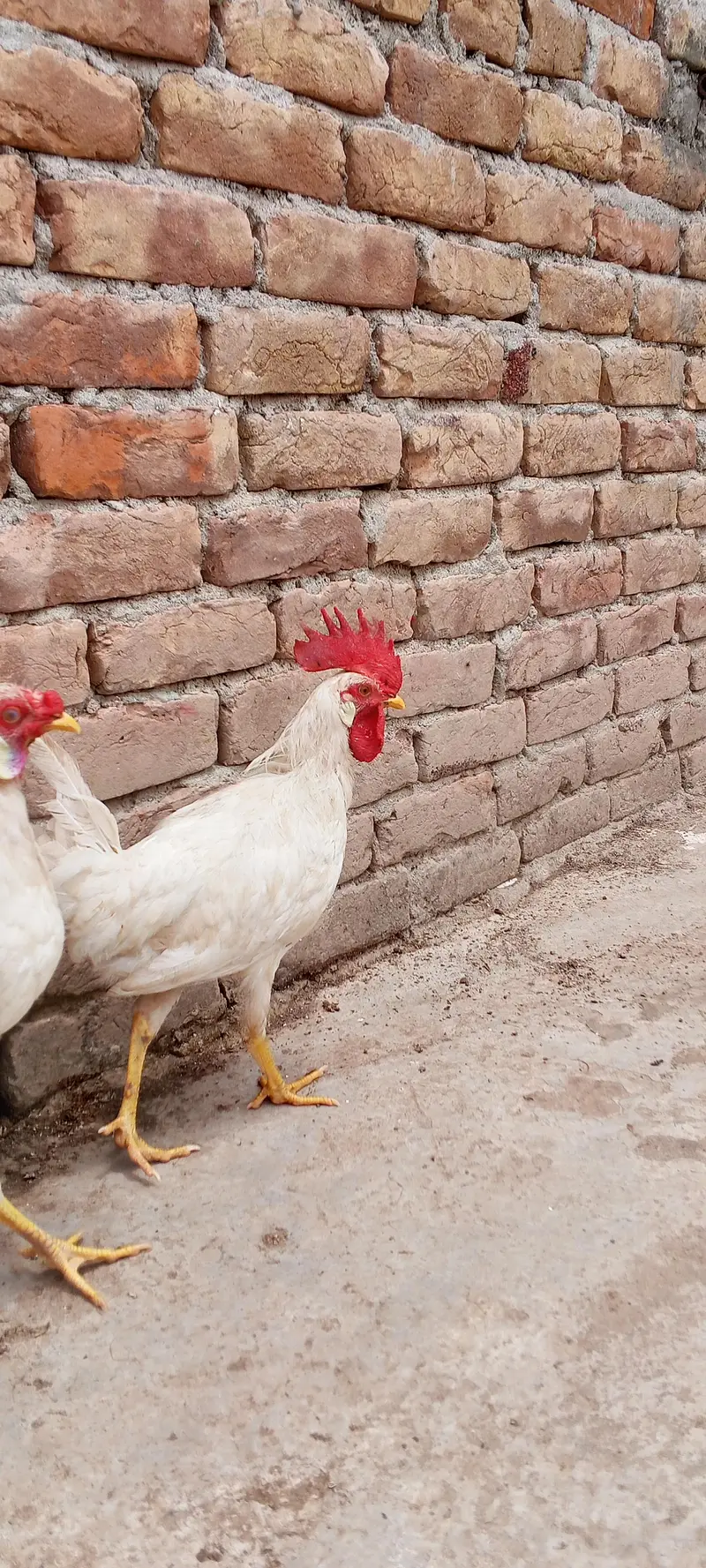 white leghorn — photo 5