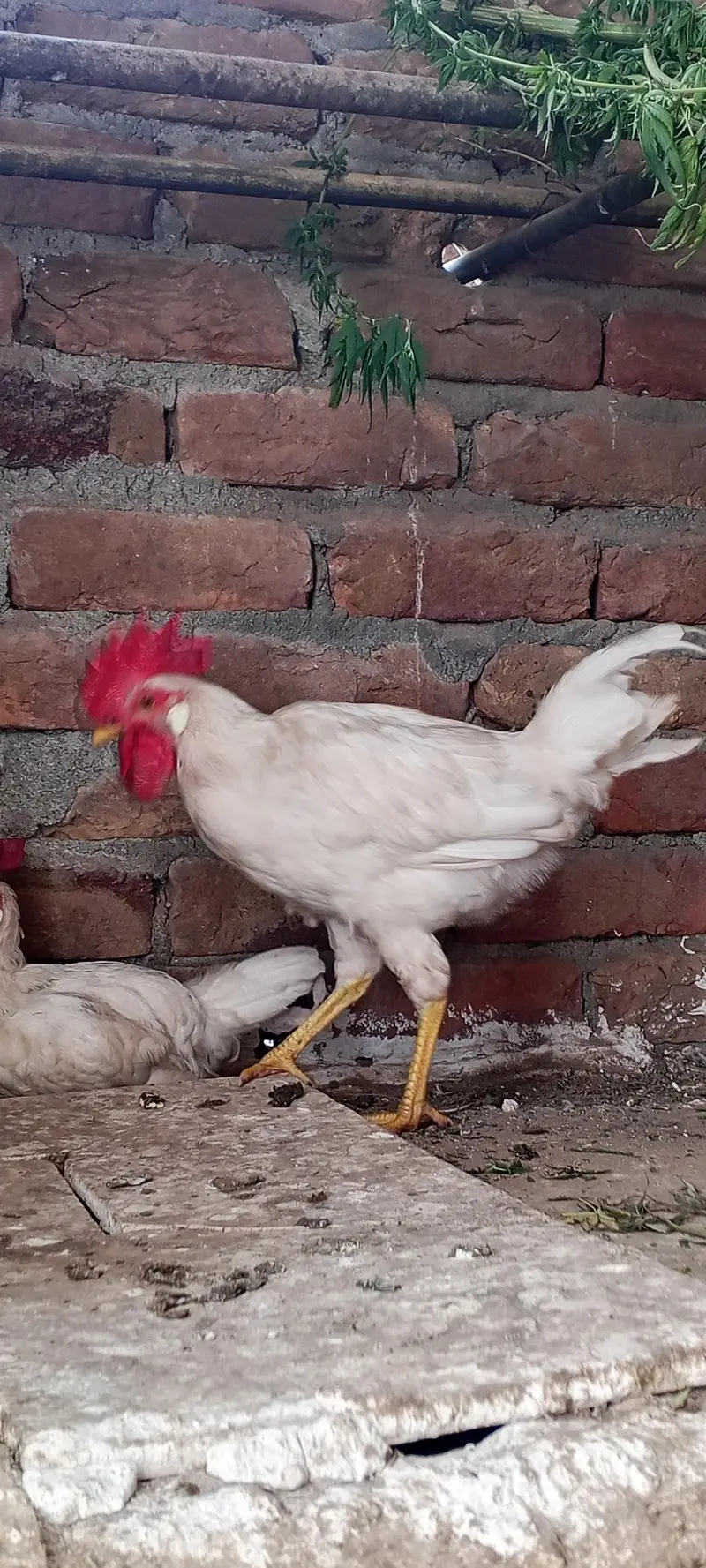 white leghorn — photo 6