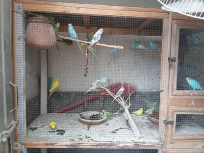budgie