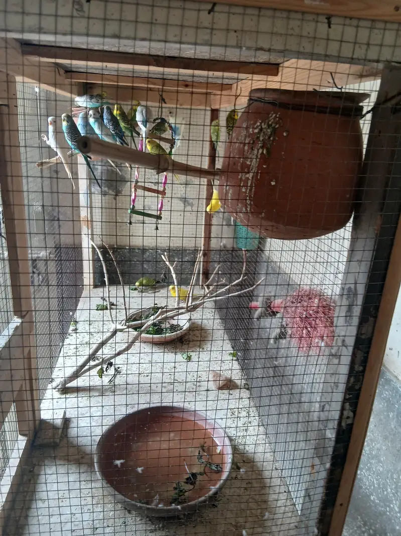 budgie pair — photo 2