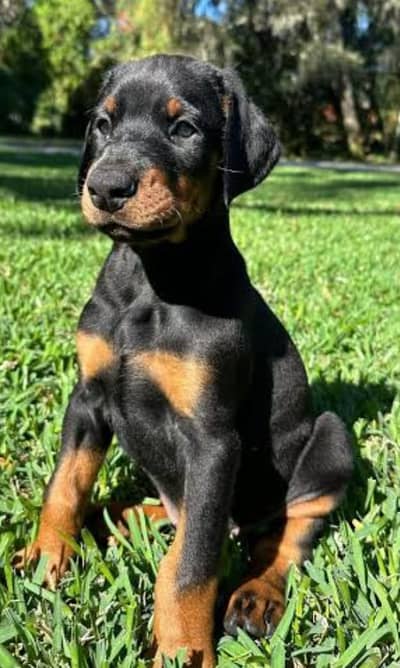 European Doberman Female Puppies _Imported puppy | Doberman Dog
