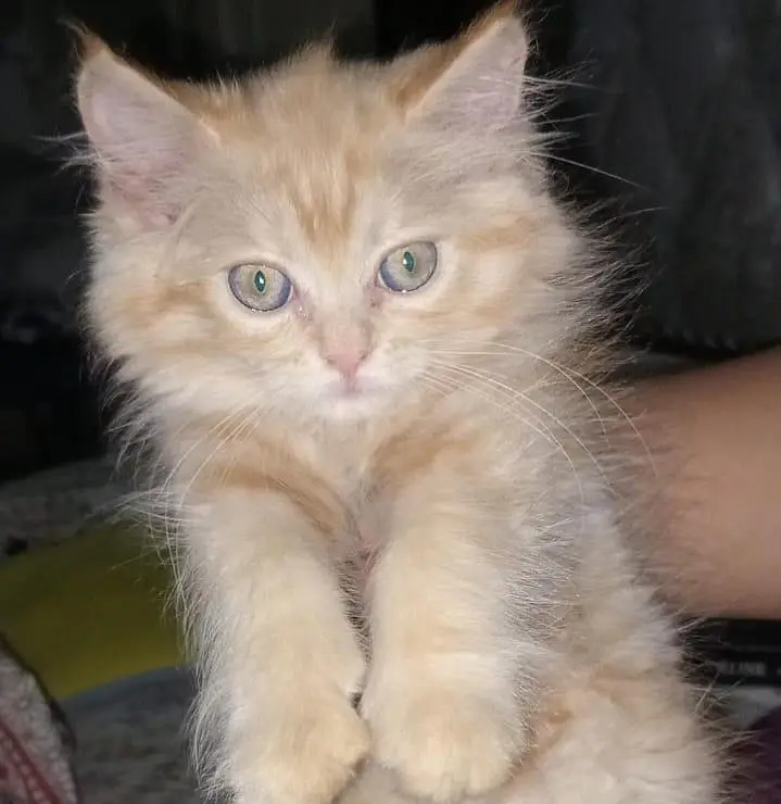 Cat For Sale — photo 2