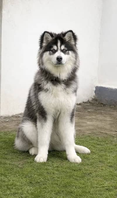 Husky Dog