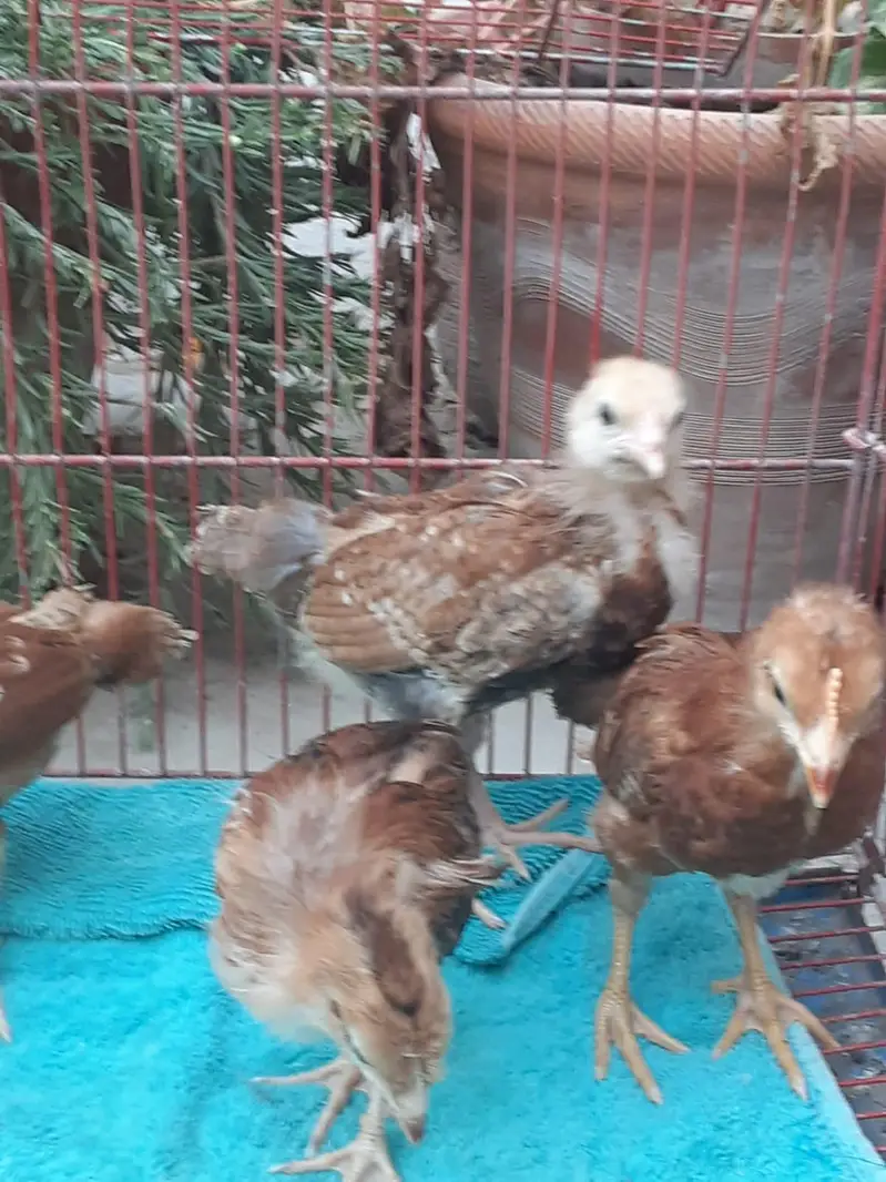6 chuze available — photo 4